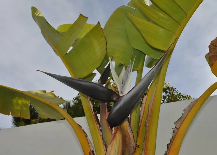 Casa Areias Boutique * Албуфейра